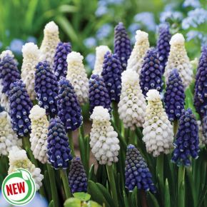 Twinkle Toes Muscari Blend